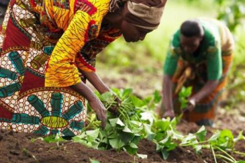 Cameroun : 126 millions FCfa pour les producteurs agropastoraux de la région de l’Adamaoua