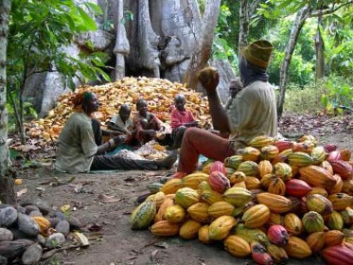 Cameroun : 22 400 tonnes de cacao de Grade 1 achetées lors de la campagne 2016-2017, refoulées à l’exportation  