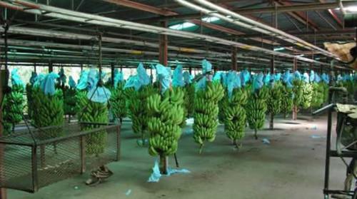 Tout au long de l’année 2018, le Cameroun a exporté moins de bananes qu’au cours des neuf premiers mois de l’année 2017
