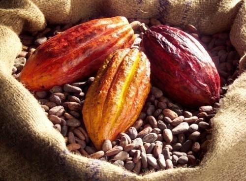 Cameroun : la «lutte contre les acheteurs illégaux» maintien fermes les prix du cacao