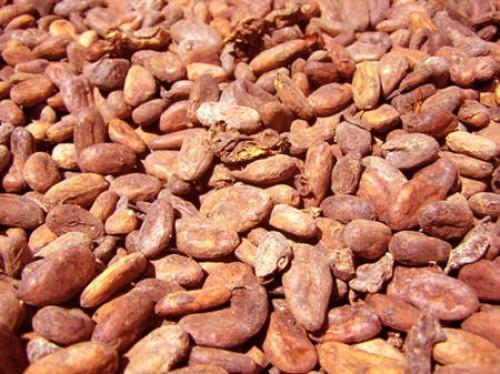 Au Cameroun, les prix bord champ du kg de cacao ont chuté de 200 à 300 FCfa en deux semaines