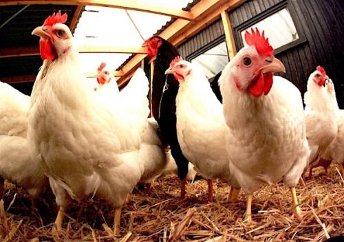 L’Interprofession avicole du Cameroun présente un plan de relance de la filière au gouvernement