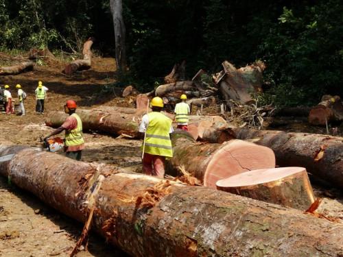 En 2017, le Cameroun a été le 3ème fournisseur de bois des Etats-Unis, derrière l’Equateur et le Brésil