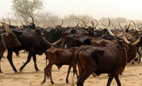Cameroun : estimés à 8 milliards Fcfa, les vols du bétail pèsent 15% dans les pertes liées à la guerre contre Boko Haram