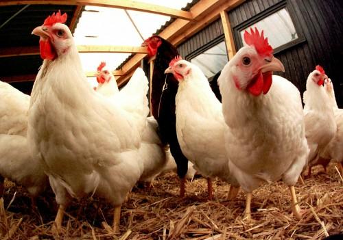 Grippe aviaire : le dépeuplement des fermes est lancé dans le Centre, mais l’interdiction du commerce du poulet demeure