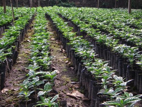 Le Cameroun s’achemine vers la résorption de son déficit de production de plants de caféiers