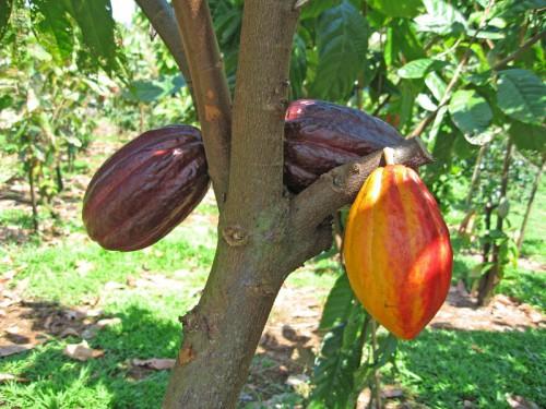 Nouvelle remontée des prix bord champs du cacao camerounais en fin de campagne