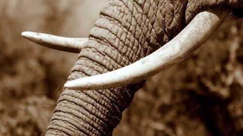 La marine camerounaise saisit 200 kg d'ivoire en provenance de Libreville