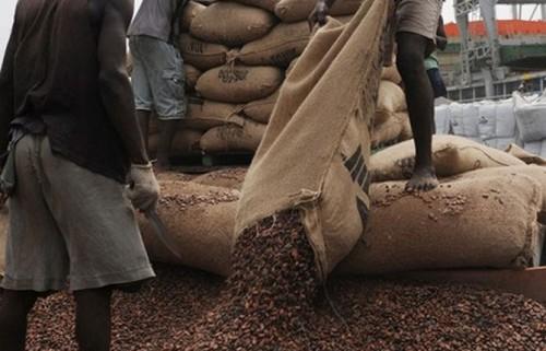 Les filières cacao-café au Cameroun clôturent la campagne 2014-2015 sur une légère embellie