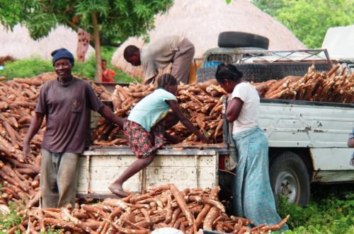 Cameroun : la localité d’Atok accueille un projet agricole visant à produire 6 280 tonnes de manioc