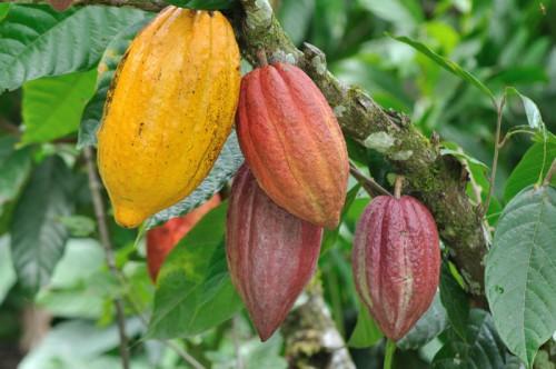 Le Cameroun a déjà exporté 146 893 tonnes de cacao en six mois de campagne