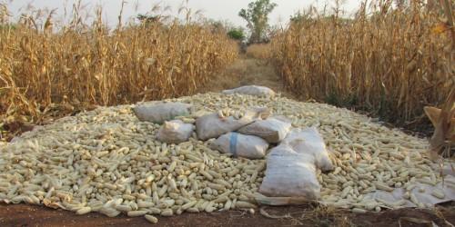 Cameroun : 30 000 hectares de champs semenciers de maïs seront cultivés en 2015 à Muyuka