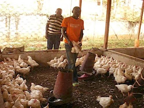Cameroun : un mois après la découverte de foyers de grippe aviaire, la filière avicole a perdu 10 milliards de FCfa