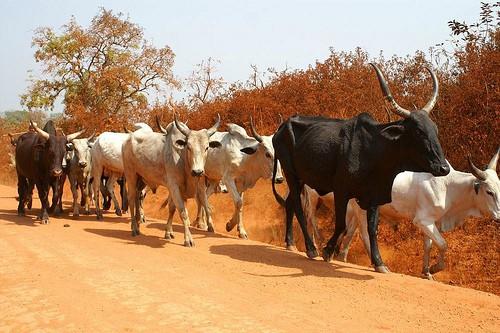 Cameroun : à l’instar de Boko Haram à l’Extrême-Nord, les preneurs d’otages plombent l’élevage dans l’Adamaoua