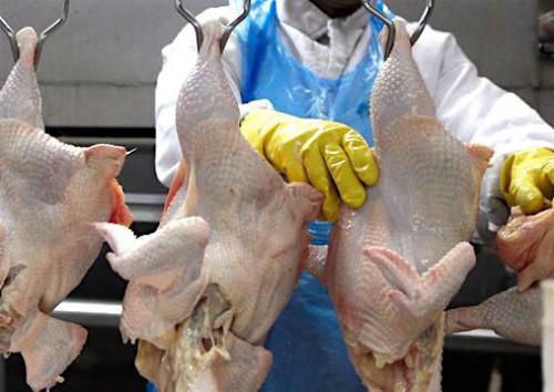 Une usine d’abattage de poulets ouvrira ses portes dans huit mois à Dzeng, dans la région du Centre du Cameroun
