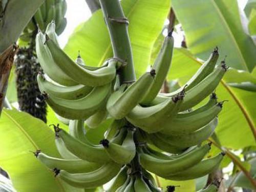 Sur une période de 20 ans, les rendements du bananier plantain au Cameroun ont chuté de 43%, à cause de la rudesse du climat