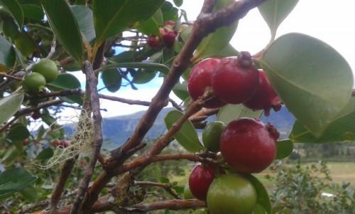 Cameroun : Fermencam veut planter 2000 hectares de fruits pour lancer la production des jus naturels