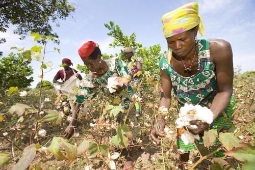Cameroun : malgré la sécheresse, la Sodecoton vise une production de 267 000 tonnes en 2016