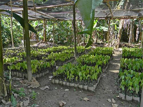 Cameroun : 120 000 plants de cacaoyers offerts aux producteurs du département de la Lékié