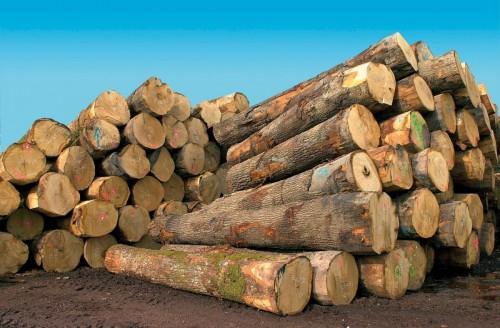 Greenpeace dénonce la vente en Chine, de 3000 m3 de bois illégal en provenance du Cameroun