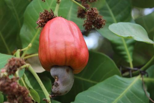 Un projet de plantations de 10 000 hectares d’anacardiers reprend vie dans la région du Nord-Cameroun