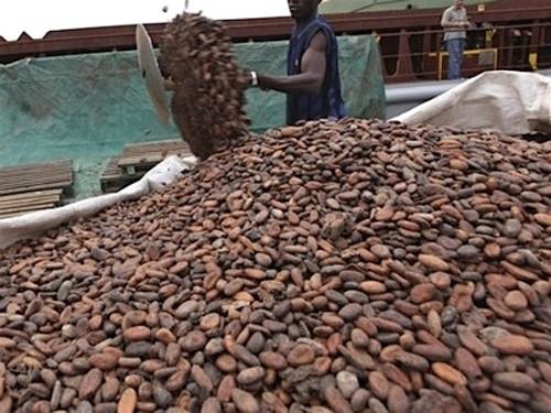 Le prix bord champ du cacao camerounais chute à nouveau d’au moins 125 FCfa le kilogramme, en l’espace d’une semaine