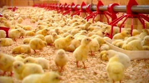 Cameroun : l’Ipavic mettra près de 4 millions de poulets sur le marché pour les fêtes de fin d’année