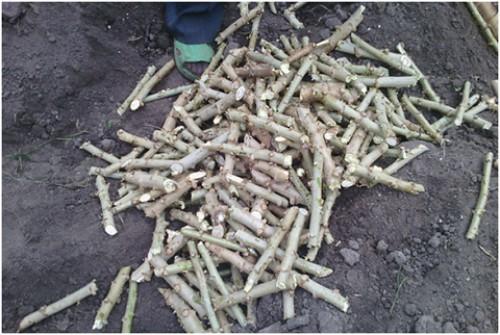 Plus de 720 000 boutures de manioc distribuées aux producteurs camerounais