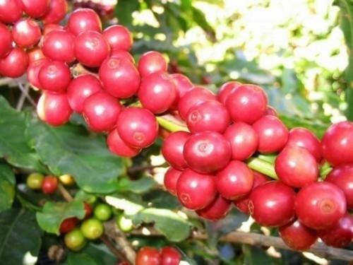 Nealiko Enterprises et Nestlé Cameroun sont les principaux animateurs des exportations du café robusta en ce début de campagne