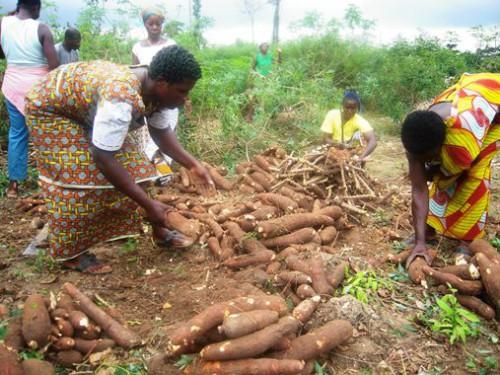 Des champs semenciers de manioc en vue pour approvisionner la Sotramas au Cameroun