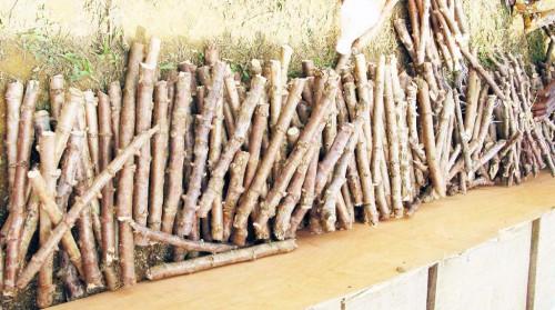 Le Cameroun, la FAO et l’UE valident une étude sur le système de production de semences de manioc