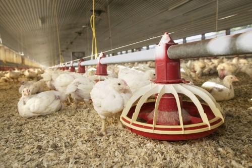 La production avicole camerounaise a augmenté de 7 millions de poulets entre 2011 et 2013