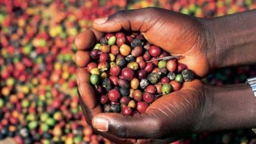 Cameroun: l’IRAD et l’université italienne d’Udine vont collaborer dans la recherche sur le café