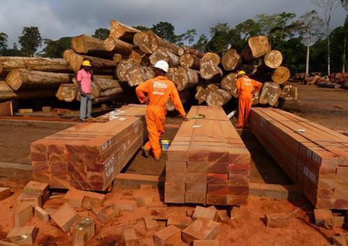 L’Etat camerounais investi 1,5 milliard FCfa pour fournir des équipements de 2ème et 3ème transformation du bois aux opérateurs privés