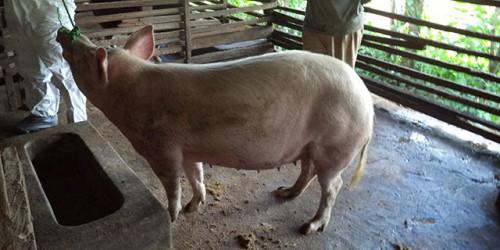 La psychose autour de la peste porcine provoque une pénurie de la viande de porc dans la région de l’Adamaoua