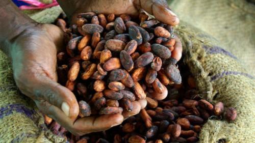 Cameroun : entre le début et la fin de la campagne cacaoyère 2016-2017, le Kg de fèves a connu une décote de 500 FCfa.