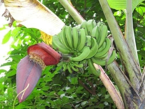 Le CARBAP ambitionne de développer des variétés de semences produisant 40 tonnes de banane plantain à l’hectare