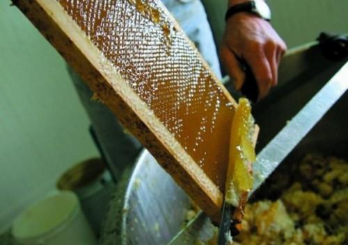 Un agropole de production du miel annoncé dans la région du Nord-Ouest du Cameroun en 2016