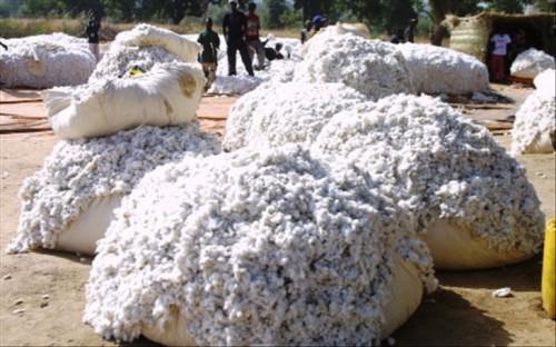 Cameroun : les exportations de coton vers la Chine en hausse de 17,6% entre janvier et octobre