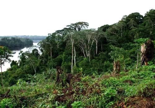 Le Cameroun dispose de 413 000 ha de forêt du domaine permanent aménagé au mois de novembre 2016