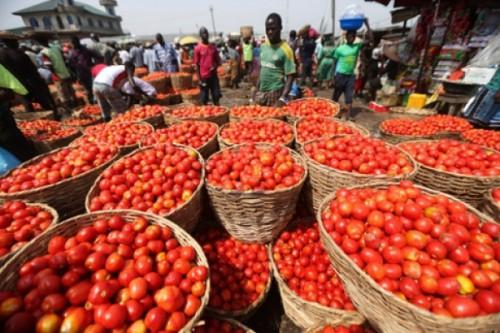 La forte pluviométrie et les exportations renchérissent la tomate sur le marché camerounais