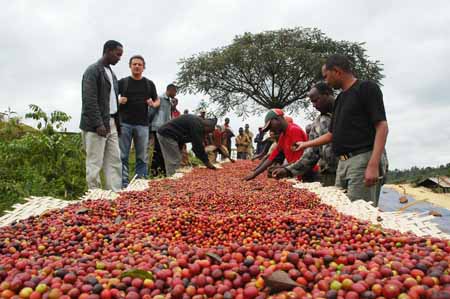 Une coopérative de producteurs de café en Ethiopie. 
