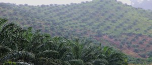 Cameroun : l’investissement et le développement des marchés agricoles à l’épreuve des défis fonciers