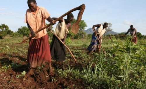comment investir dans l'agriculture au cameroun