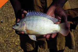 Vulgarisation de l’élevage en cage du Tilapia pour réduire les importations de poissons au Cameroun