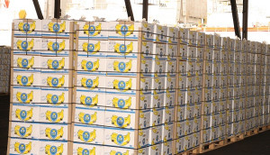 Le Cameroun a exporté 16 135 tonnes de bananes en mai 2019, en baisse de près de 3000 tonnes en glissement annuel