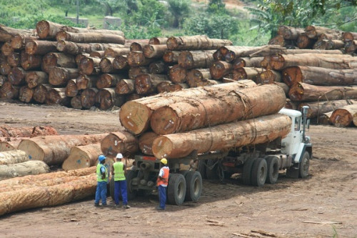 Cemac : l’interdiction de l’exportation du bois en grume renvoyée en 2028