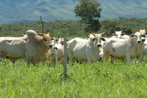 Élevage : les températures élevées menacent les productions avicole, bovine et porcine au Cameroun