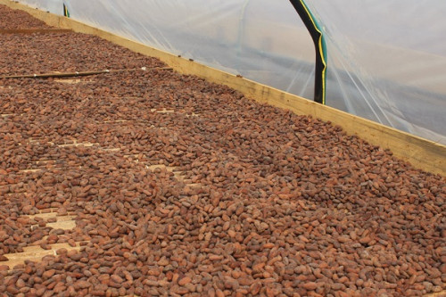 Cacao : la saison sèche maintient les prix du kilogramme de fèves à la hausse au Cameroun, à 2 150 FCFA