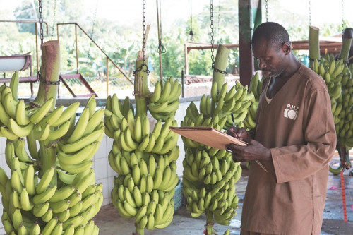 Bananes : la contreperformance de la PHP (-35,4%) plombe les exportations du Cameroun (-26%) en mars 2024
